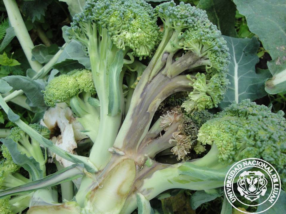 BRÓCOLI Patología Vegetal